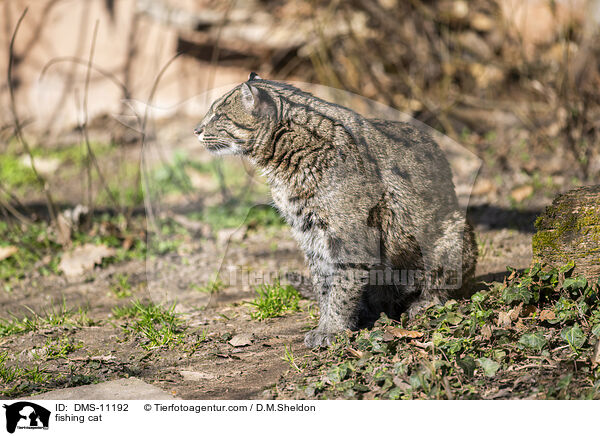 fishing cat / DMS-11192