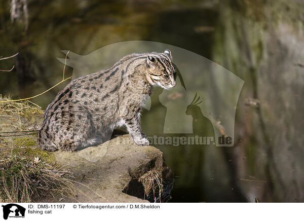 Fischkatze / fishing cat / DMS-11197