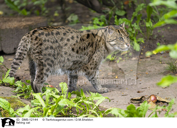 Fischkatze / fishing cat / DMS-12144
