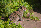 fishing cat