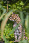 fishing cat