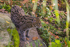 fishing cat
