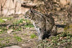 fishing cat