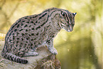 fishing cat