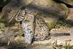 fishing cat