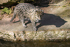 fishing cat