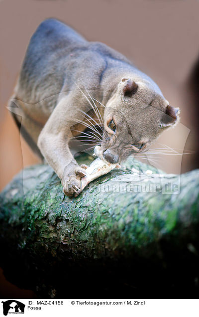 Fossa / Fossa / MAZ-04156
