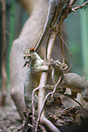 Fossa