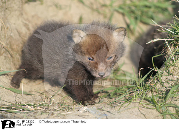 red fox cub / IF-02332