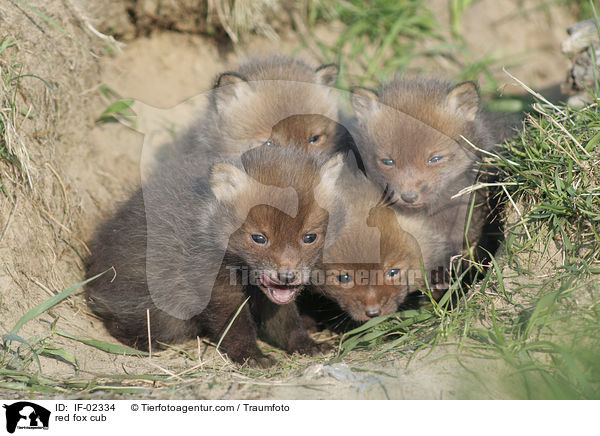 red fox cub / IF-02334