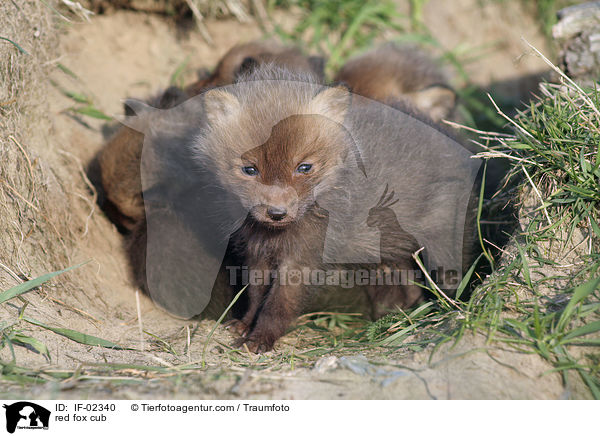 red fox cub / IF-02340