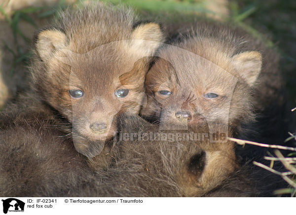 red fox cub / IF-02341