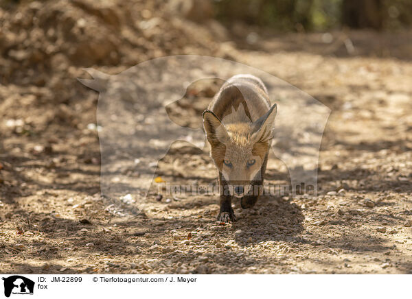 Fuchs / fox / JM-22899