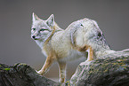 corsac fox