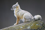 corsac fox