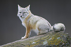corsac fox
