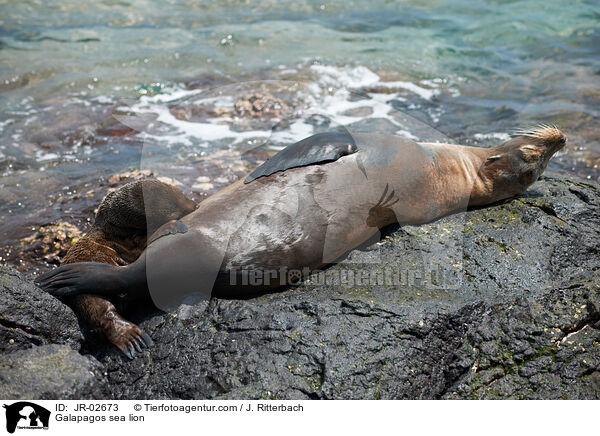 Galapagos sea lion / JR-02673