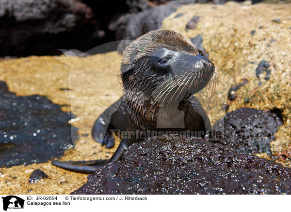 Galpagos-Seelwe / Galapagos sea lion / JR-02694
