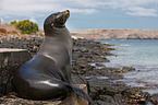 Galapagos sea lion