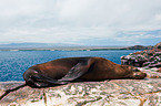 Galapagos sea lion