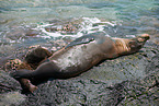 Galapagos sea lion