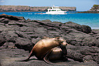 Galapagos sea lion