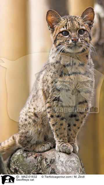 Kleinfleckkatze / Geoffreys cat / MAZ-01632