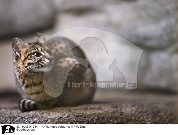 Kleinfleckkatze / Geoffreys cat / MAZ-01634