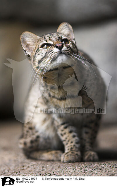 Kleinfleckkatze / Geoffreys cat / MAZ-01637
