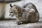 Geoffreys cat