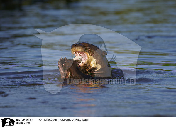 Riesenotter / giant otter / JR-01771