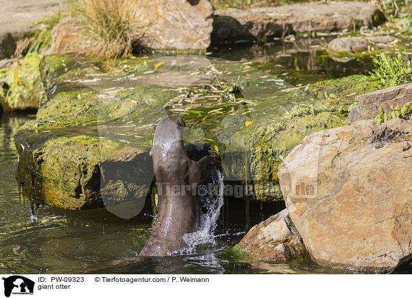Riesenotter / giant otter / PW-09323