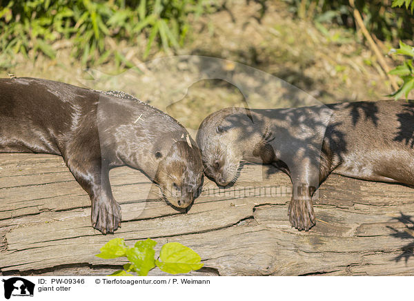 Riesenotter / giant otter / PW-09346