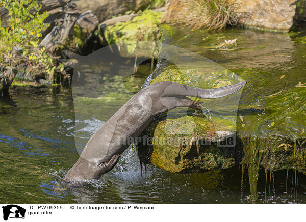 Riesenotter / giant otter / PW-09359