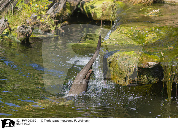 Riesenotter / giant otter / PW-09362