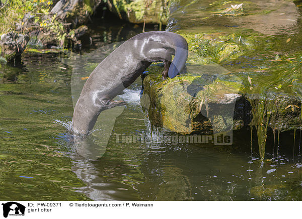 Riesenotter / giant otter / PW-09371