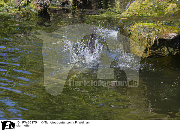 giant otter / PW-09375