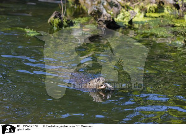 giant otter / PW-09376