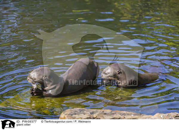 giant otter / PW-09377