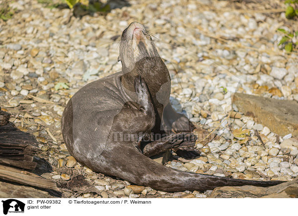 giant otter / PW-09382