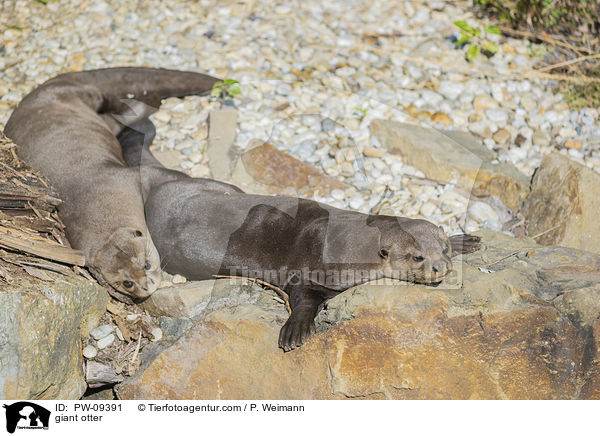 Riesenotter / giant otter / PW-09391