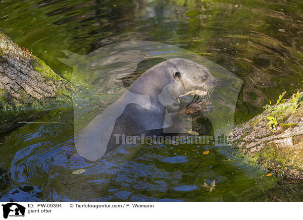 Riesenotter / giant otter / PW-09394