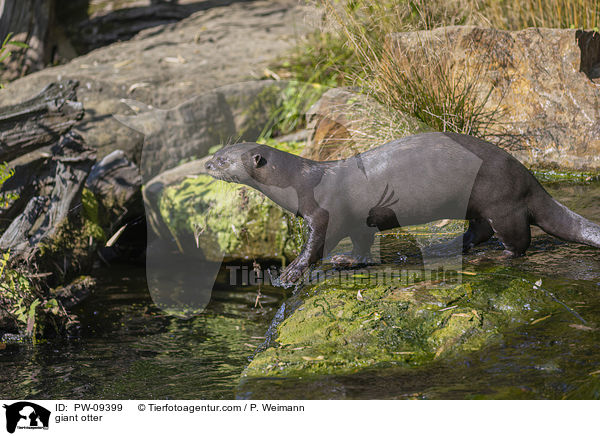 giant otter / PW-09399