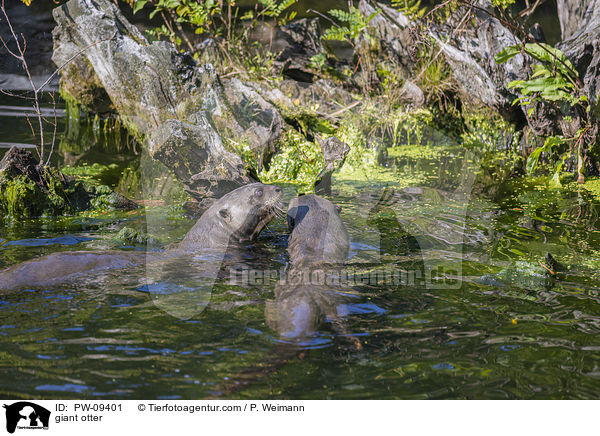 giant otter / PW-09401