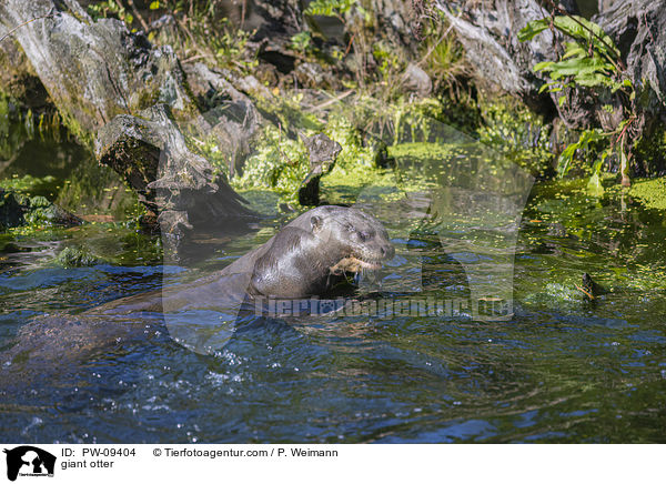 giant otter / PW-09404