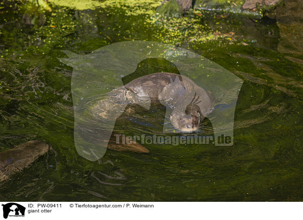 Riesenotter / giant otter / PW-09411