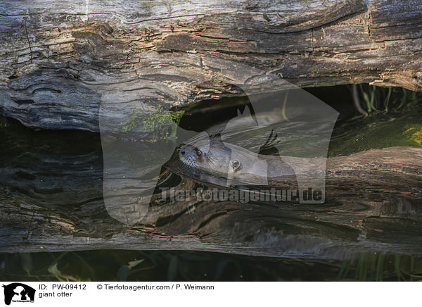 Riesenotter / giant otter / PW-09412