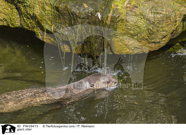 giant otter / PW-09413