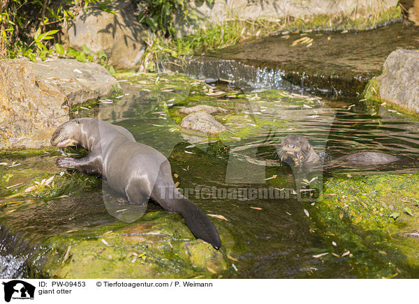 Riesenotter / giant otter / PW-09453