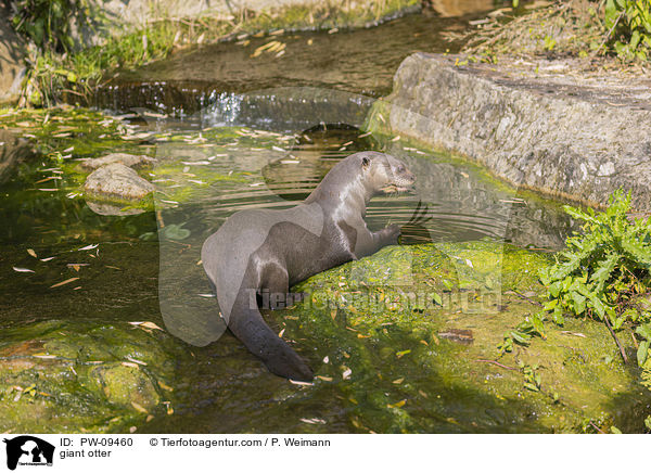 Riesenotter / giant otter / PW-09460